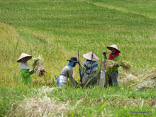 Moisson du riz- Ubud - Bali